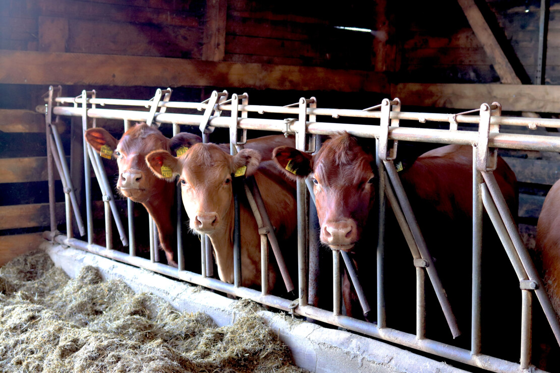 Digitaler Kuhstall: Bei Simone und Steffen Struckmann melden Sensoren, wenn Kühe krank sind oder wenn mit einem Tier im Stall etwas nicht in Ordnung ist.